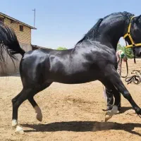 خریدو فروش اسب