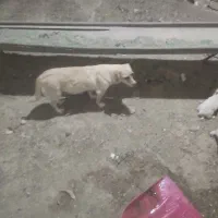 سگ پاکوتاه ماده با۴توله