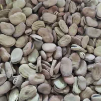 فروش باقله محلی درجه یک مخصوص بزر