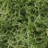 فروش بابونه خشک خانگی