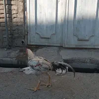 لاری ۱۲ماهه