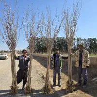 توت فر پیوندی