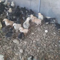 فروش جوجه برهما و استرالوپ و گلپایگانی خالص