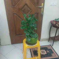 گل و گلدان