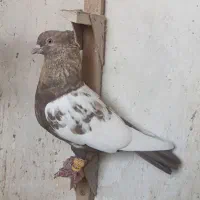 کفتر سینه قهوه آیی
