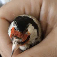 سهره، قناری، فنچ، سهره خاکی،عروس هلندی