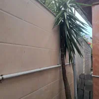 گل یوکا بزرگ و تنه پهن