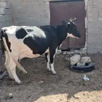 گاو ابستن