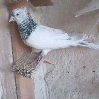 کله سبز نر دورشت