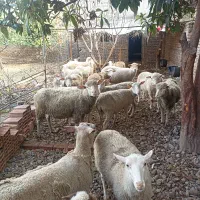 معاوضه گوسفند خارجی با تراکتور475