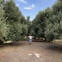 زیتون و روغن زیتون