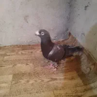کبوتر فروشی
