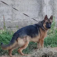 سگ ژرمن