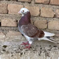 کبوتر طوقی