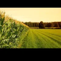 زمین کشاورزی کهریز