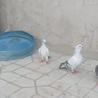 جفت شامی کاکل پرشی