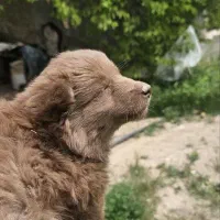 حیوان|سگ|زنجان, |دیوار