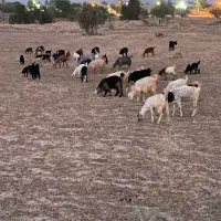 بز کهره دار