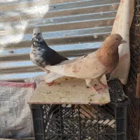 کفتر|پرنده|فرمهین, |دیوار