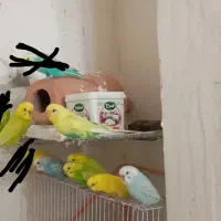 مرغ عشق