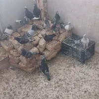 کبوتر