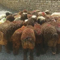 ۲۹ بره سپیدان