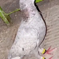 کفتر نرسار بسیار درشت