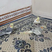 عروس هلندی نر و ماده