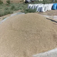 فروش کتان یا گوش دنی
