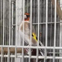 سره بخون