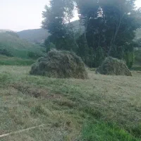 یونجه امسال  با کیفیت خوب
