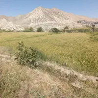 برنج دم سیاه درجه یک کلات(لایین)