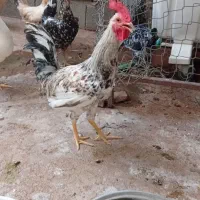 خروس