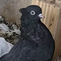 کفتر طوقی رواعب زاغ آبادانی پرشی