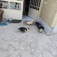 پرنده اردک
