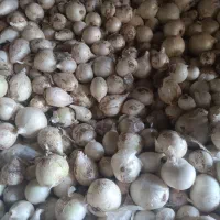 پیاز|خوردنی و آشامیدنی|طارم (قزوین), |دیوار