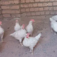 جوجه خروس