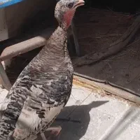 بو قلمون