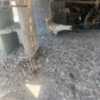 پرنده