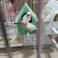 فروش پرنده‌ فنج
