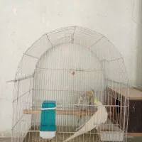 عروس هلندی مولد