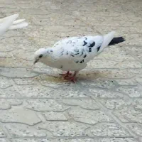 کفتر