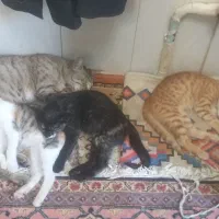 گربه