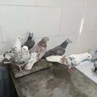 کبوتر|پرنده|بروجرد, |دیوار