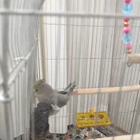 عروس هلندی سالم وسرزنده