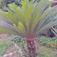 سیکاس|گل و گیاه طبیعی|رشت, علی آباد|دیوار