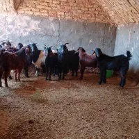 سلام ده عدد بزغاله فروشی