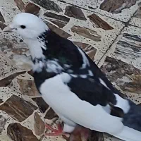 چهار تا کبوتر آس درجه یک