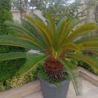 سیکاس خیلی بزرگ سالم
