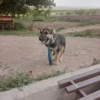 سلام توله سرابی